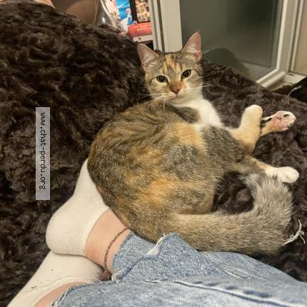 Photo 1/1 Cookie Chat perdu à Nimes