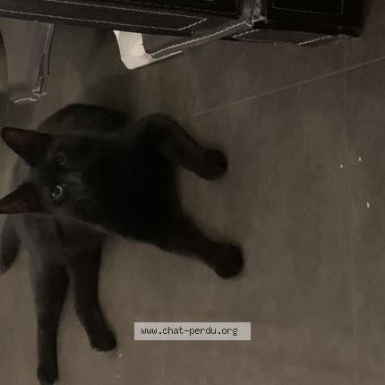 Photo de chat perdu à Roubaix
