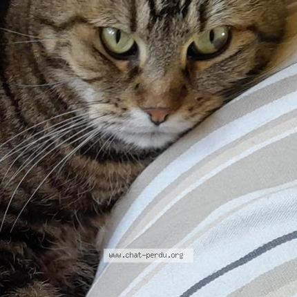Photo de chat perdu à Renwez