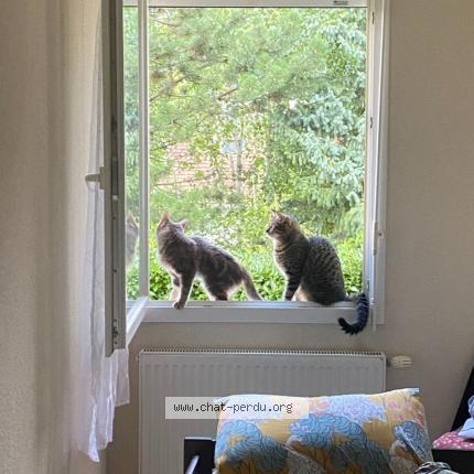 Photo de chat perdu à Scionzier