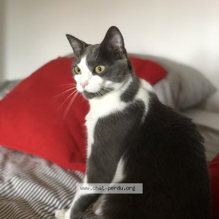 Photo 1/1 Chat retrouvé Perdu à Nieul Sur Mer