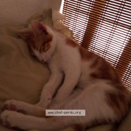 Photo de chat perdu à Bordeaux
