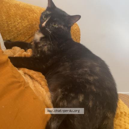 Photo de chat perdu à Clermont Ferrand