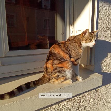Photo 1/1 Chat retrouvé Perdu à Tours