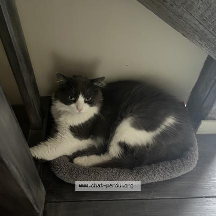 Photo de chat perdu à La Riviere Saint Sauveur