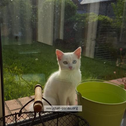 Photo de chat perdu à Saint Malo