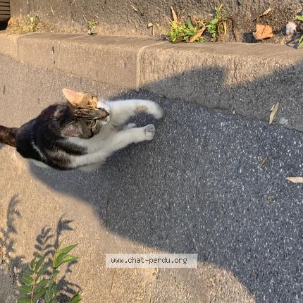 Photo de chat trouvé à Champigny Sur Marne