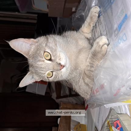 Photo de chat perdu à Magny Cours