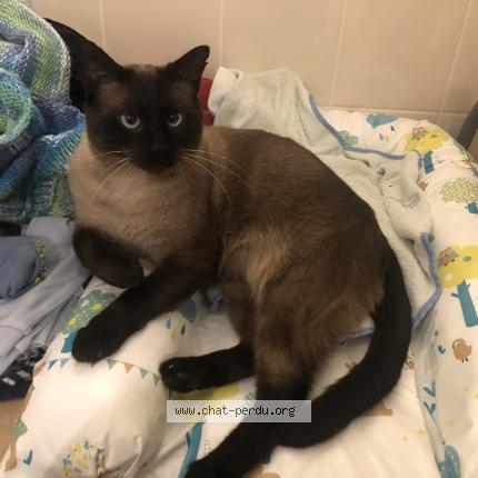 Photo 1/1 Chat retrouvé Perdu à Boulogne Sur Mer