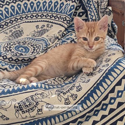 Photo 1/1 Chat retrouvé Perdu à Marseille