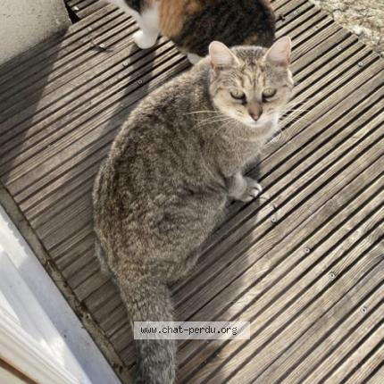Photo de chat perdu à Tours