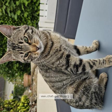 Photo de chat perdu à Margency