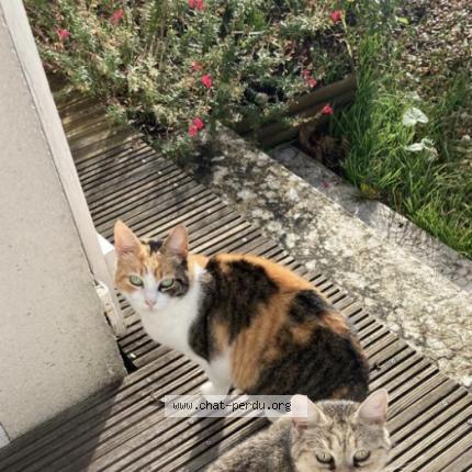 Photo de chat perdu à Tours