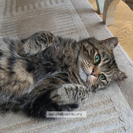 Photo 1/1 Chat retrouvé Perdu à Courbevoie