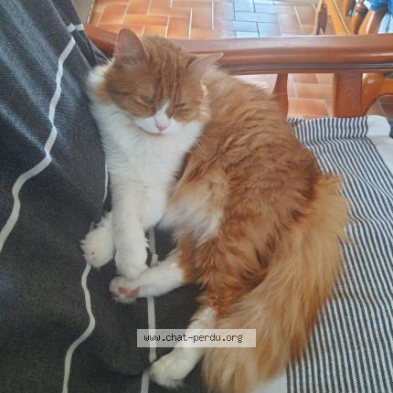 Photo de chat perdu à Neuille Pont Pierre