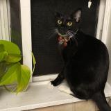 Photo de chat perdu à Fairview Or