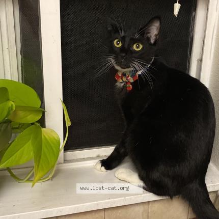 Photo 1/1 Nikki Chat perdu à Fairview or