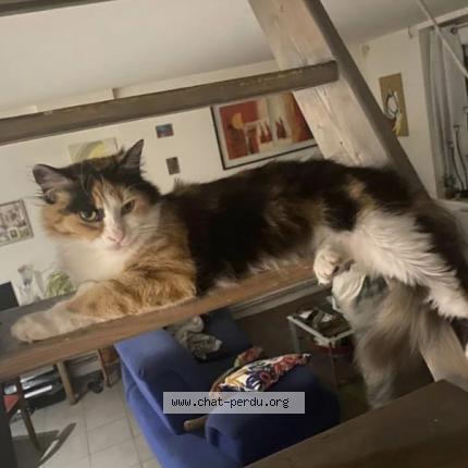 Photo de chat perdu à Mouvaux