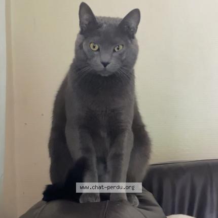 Photo 1/1 Chat retrouvé Perdu à Issy Les Moulineaux
