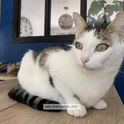 Photo 1/1 Chat retrouvé Perdu à Suce Sur Erdre