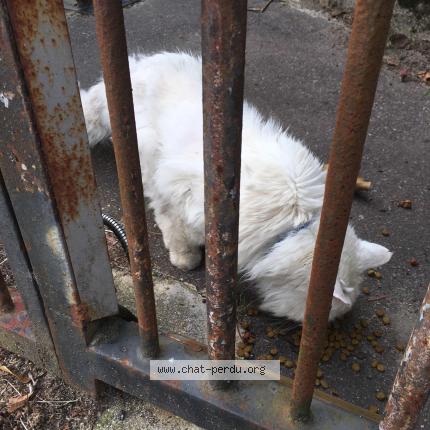 Photo 1/1 Chat retrouvé Trouvé à Nantes