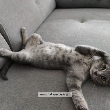 Photo de chat perdu à Lievin