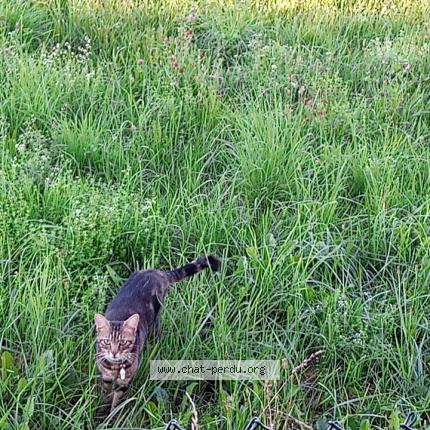 Photo de chat perdu à Gries