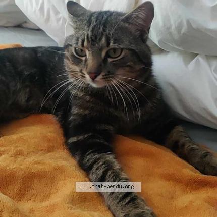 Photo 1/1 Moustache Chat perdu à Matzenheim