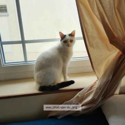 Photo 1/1 Chat retrouvé Perdu à Villers Sur Mer