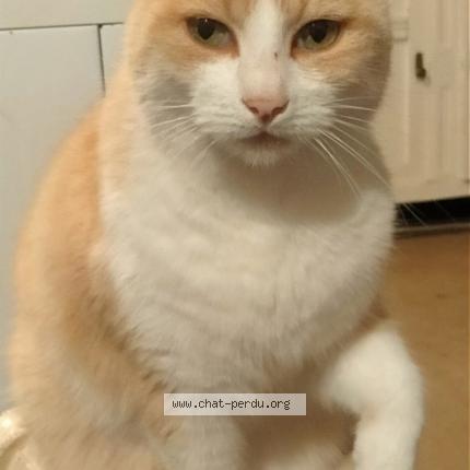 Photo de chat perdu à Fay Aux Loges