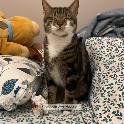 Photo 1/1 Chat retrouvé Perdu à Corbeil Essonnes