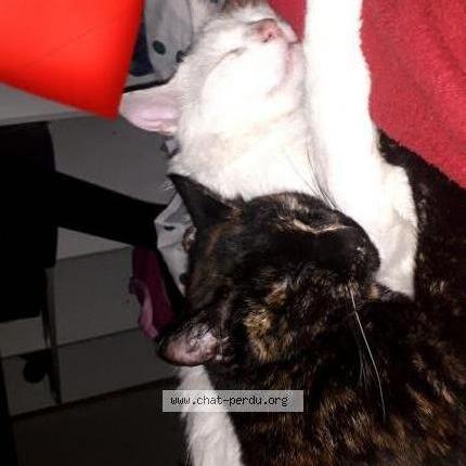 Photo 1/1 Chat retrouvé Perdu à Saint honore