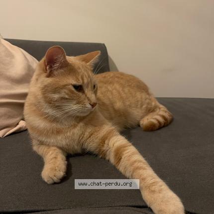 Photo de chat perdu à Clermont Ferrand