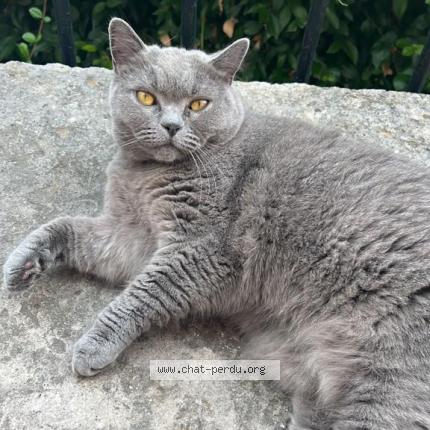 Photo de chat perdu à Saint Cloud