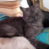 Photo de chat perdu à Roubaix