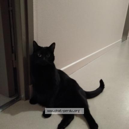 Photo de chat perdu à 59500 Douai