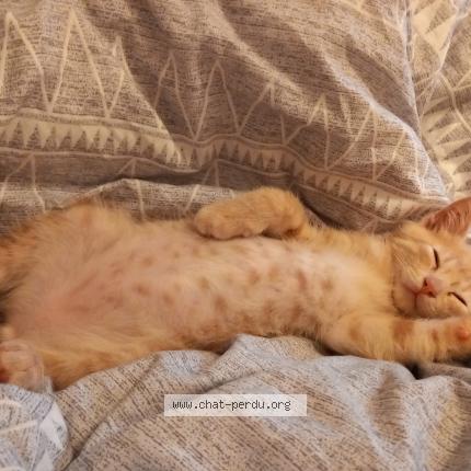 Photo de chat perdu à Saint Donat Sur L Herbasse