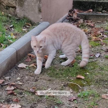 Photo de chat perdu à Massy