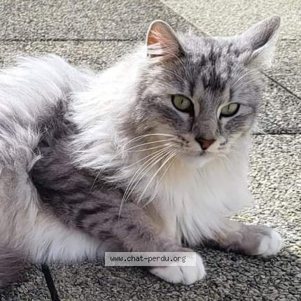 Photo 1/1 Chat retrouvé Perdu à Saint Sebastien Sur Loire