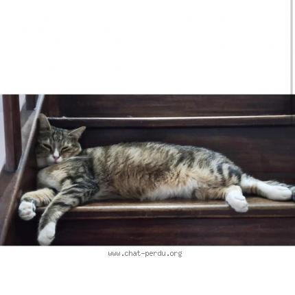 Photo de chat perdu à Bessancourt
