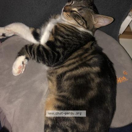 Photo de chat perdu à Neuilly Sur Seine