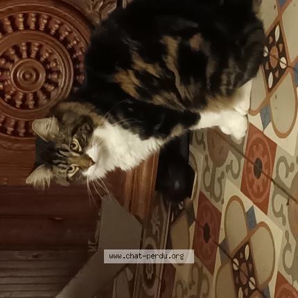 Photo 1/1 Chat retrouvé Perdu à Val D Ajol