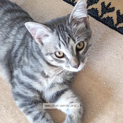 Photo de chat perdu à Le Havre