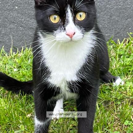 Photo de chat perdu à Cachan