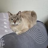 Photo de chat perdu à Verneuil Sur Seine