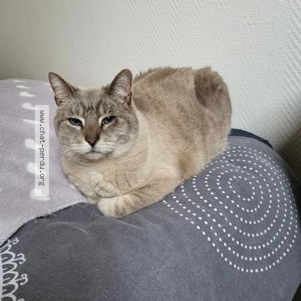 Photo 1/1 Chat retrouvé Perdu à Verneuil sur seine