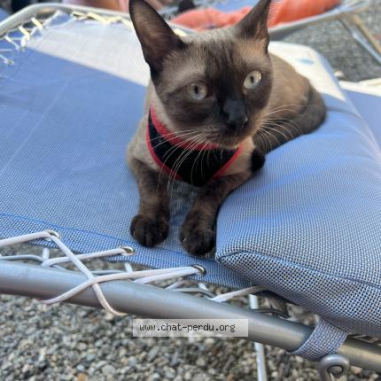 Photo 1/1 Chat retrouvé Perdu à Roquebrune Sur Argens