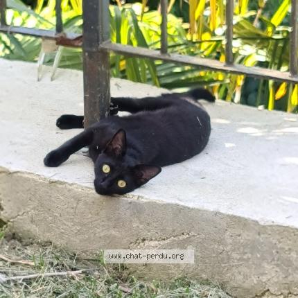 Photo de chat perdu à Agen
