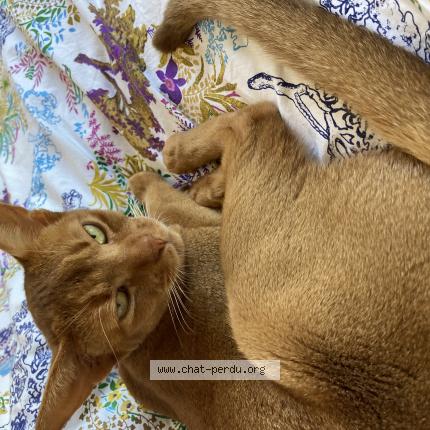 Photo de chat perdu à Chennevieres Sur Marne