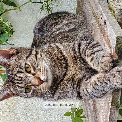 Photo de chat perdu à Houplines